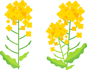 菜の花 Penta